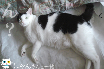 今日は、お布団に早変わり_e0031853_1521792.jpg