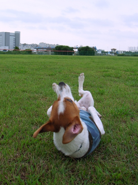 I like lawns_d0128066_15122277.jpg