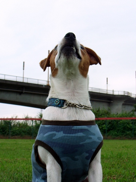 I like lawns_d0128066_15125623.jpg