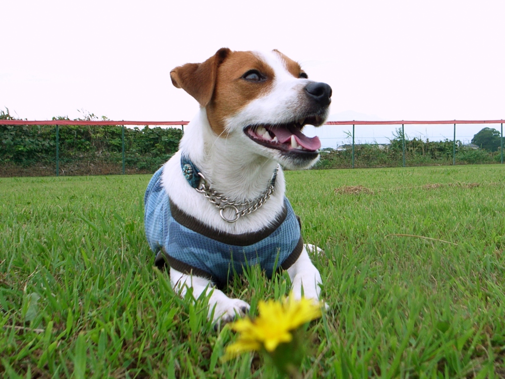 I like lawns_d0128066_15271180.jpg