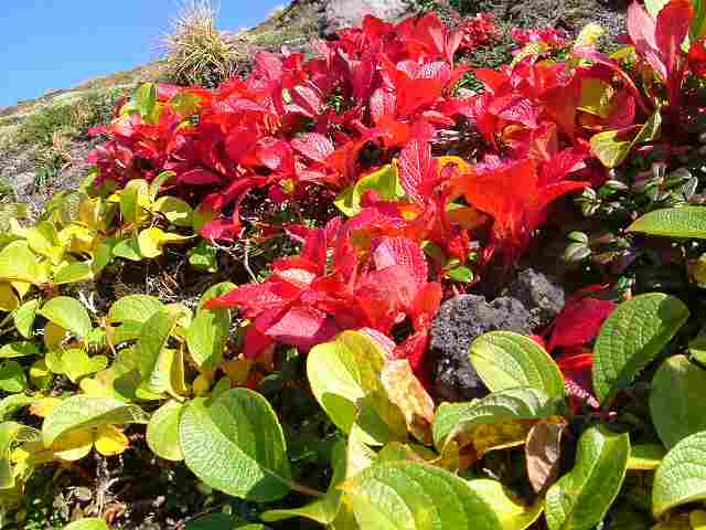 大雪山紅葉廻り「旭岳」ⅳ_e0122168_20292654.jpg