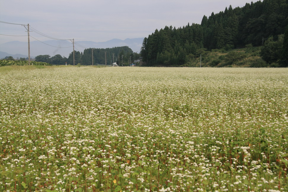 里山の風景…_b0093678_93543.jpg