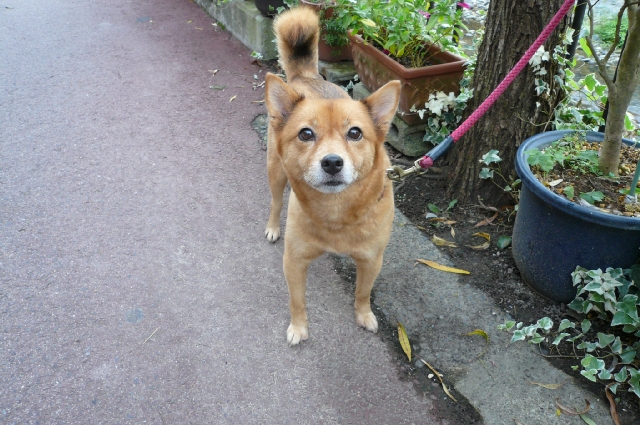 のんびり癒されの旅 in 新温泉 part1_f0097683_23185591.jpg