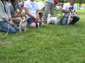 犬吉猫吉　Osannpo　Watching_f0106692_1355834.jpg