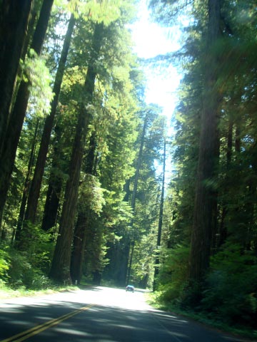 Redwood National and State Parks, CA_c0103793_102948100.jpg