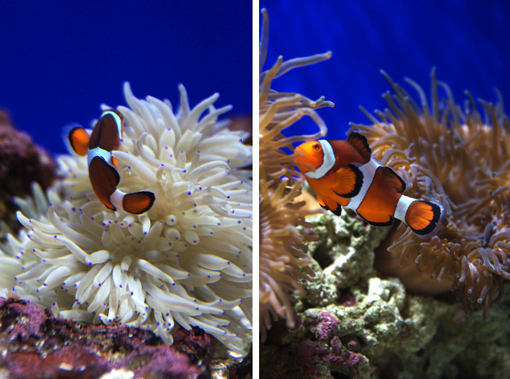 初秋の小樽散策  その１　～ おたる水族館_f0003598_1942578.jpg