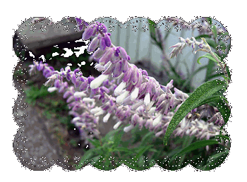 f0031546_20543025.gif