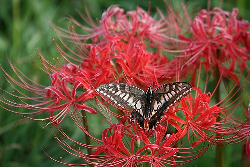彼岸花と昆虫_f0048546_6174529.jpg