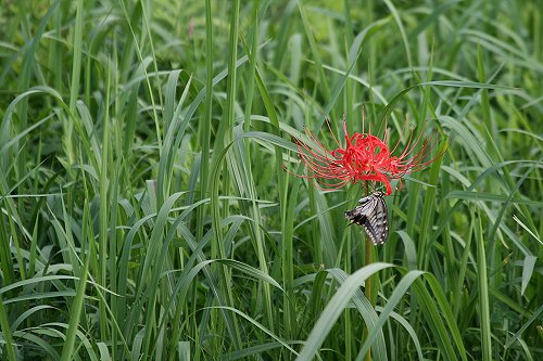 彼岸花と昆虫_f0048546_6193633.jpg