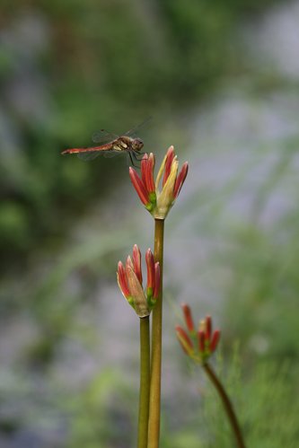 彼岸花と昆虫_f0048546_6195750.jpg