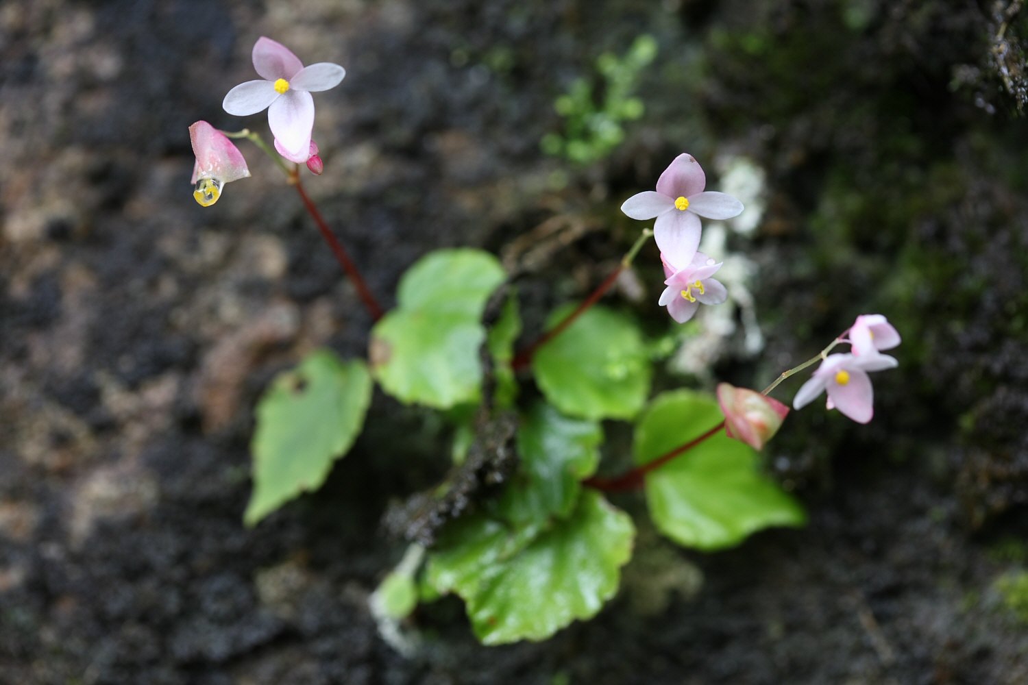 カオヤイの花　その６（２００７年９月２５日）_a0094850_2050120.jpg