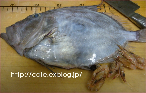 マトウダイの肝 月桂樹 Laurus Nobilis マトウダイの肝 月桂樹 Laurus Nobilis