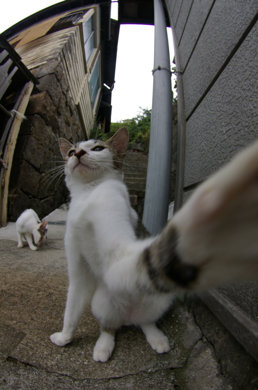 ９月１７日　尾道猫その３_a0009554_22302021.jpg