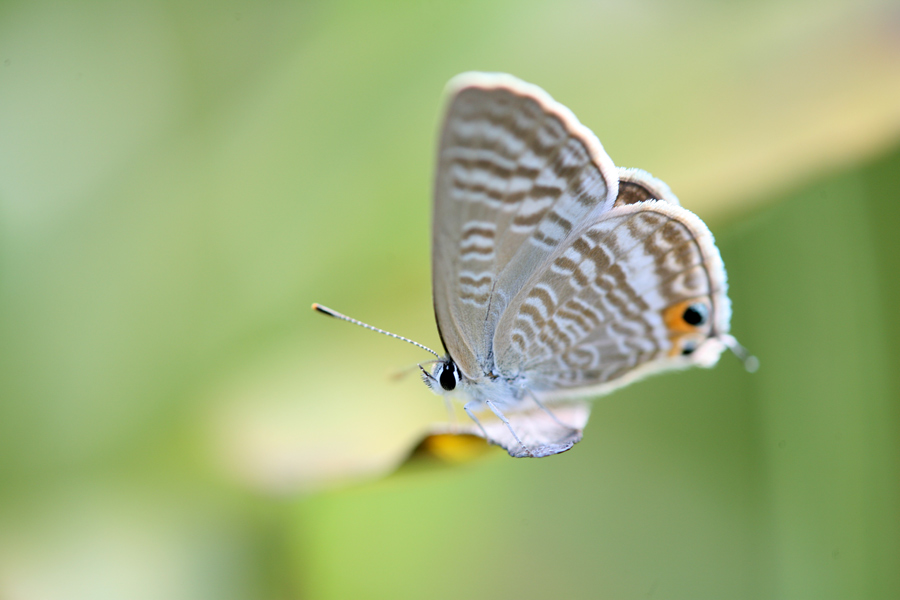 野草園の生き物_d0013455_21112989.jpg