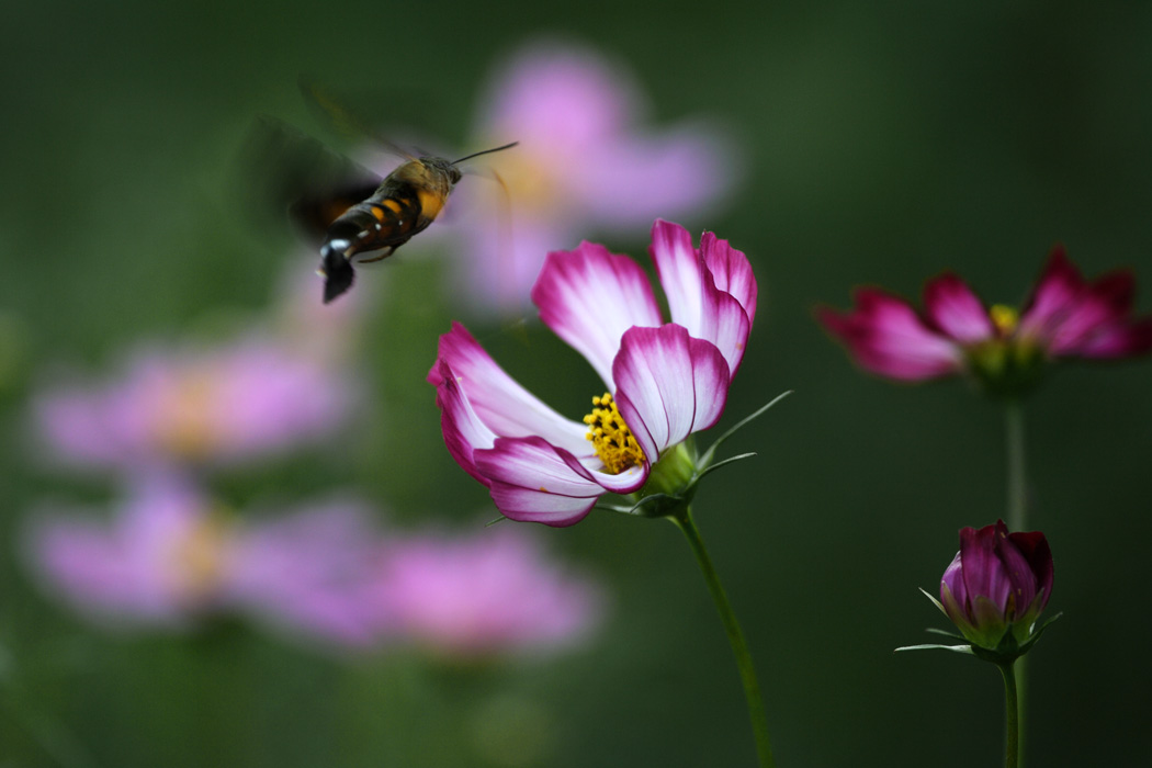 Cosmos@諫早市白木峰高原_a0107060_1221247.jpg