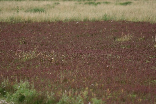 野付半島　・・・・『アッケシソウ・アオサギ』_f0000866_5394777.jpg