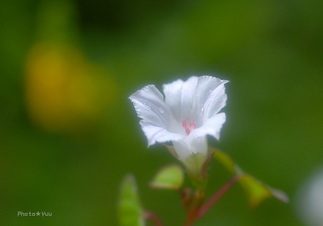 我が家の雑草園・・マメアサガオ・ボントクタデ_b0078874_1535435.jpg