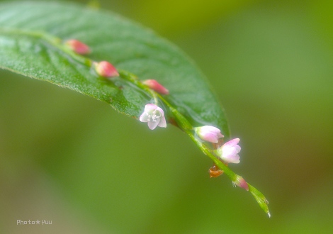 我が家の雑草園・・マメアサガオ・ボントクタデ_b0078874_15371494.jpg