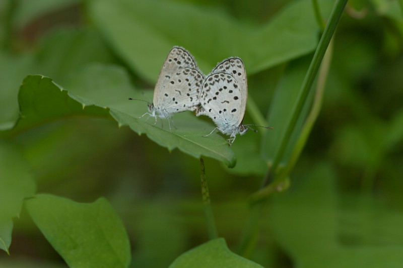 いきものたち_b0044477_0204045.jpg