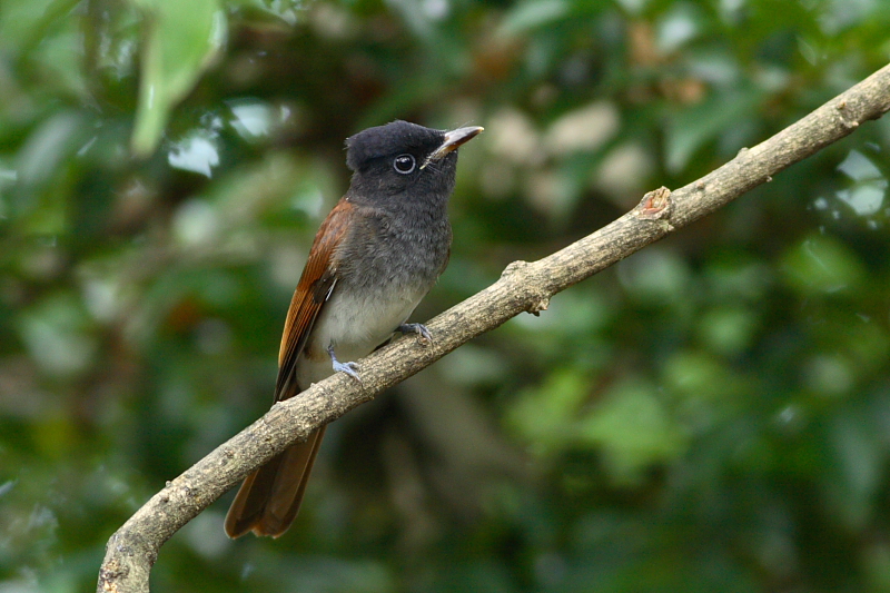 渡りの途中のサンコウチョウ_a0052080_20202875.jpg