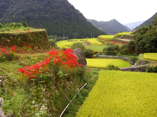 熊本訪問【鹿本編】_a0018497_22575070.jpg