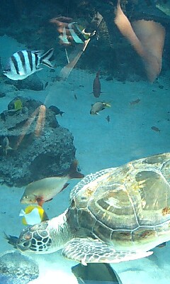 沖縄美ら海水族館_e0056704_1317193.jpg