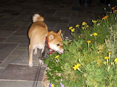 f0004309_22543124.jpg