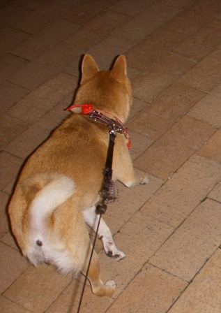 f0004309_2254442.jpg