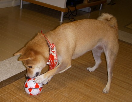 f0004309_2303039.jpg