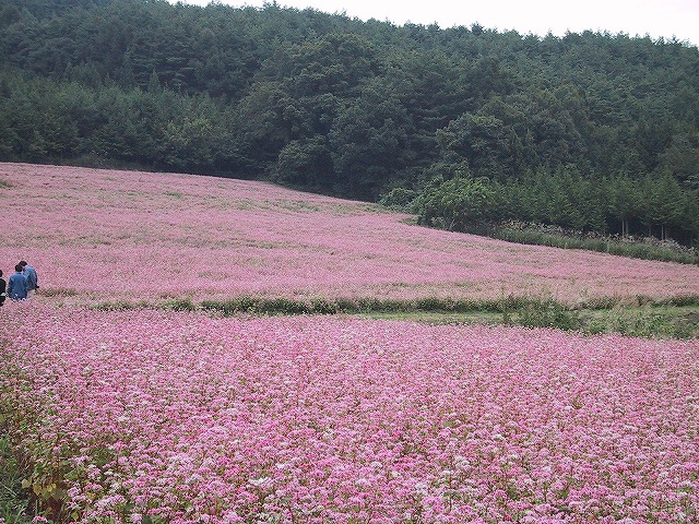 a0087818_19323770.jpg