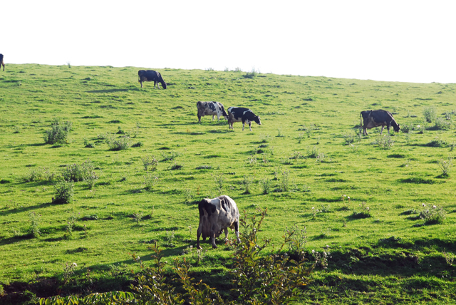 d0019422_11554420.jpg