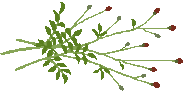 c0123031_2024098.gif