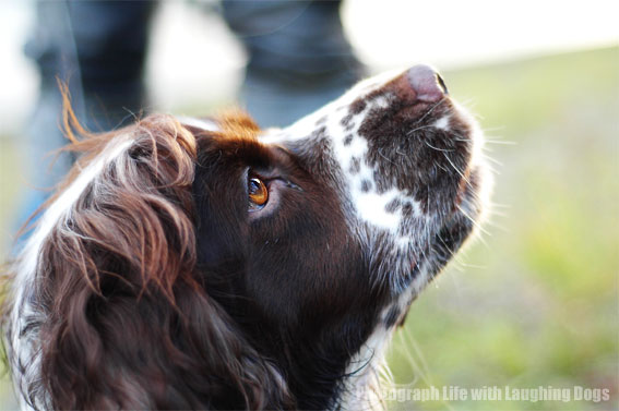 working dog\'s eyes_d0045936_11314680.jpg