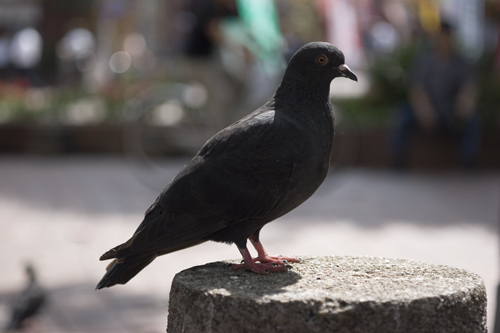 黒い鳩 まばたき 黒い鳩 まばたき