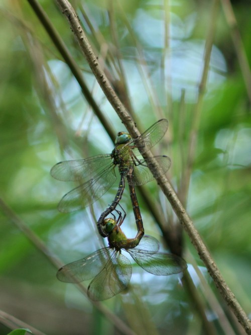 カトリヤンマ　カップル_b0088772_19202324.jpg