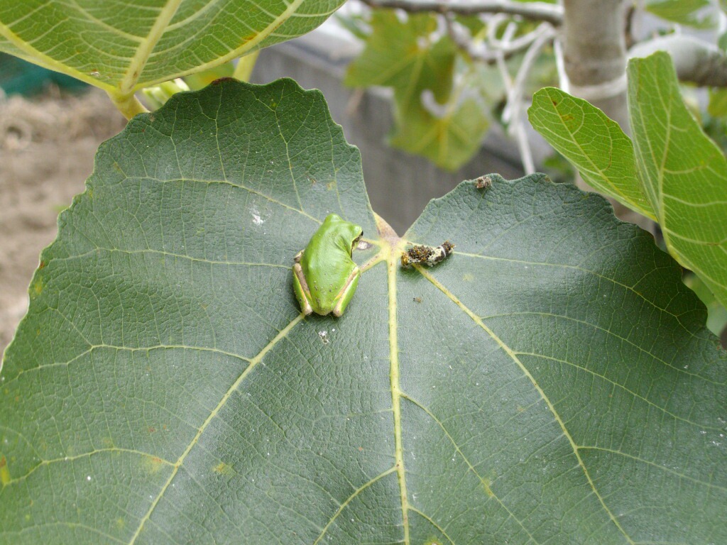 カエルが芋虫を食べた瞬間 ブルーベリーの育て方 栽培 ブルーベリー ノート Blueberrynote