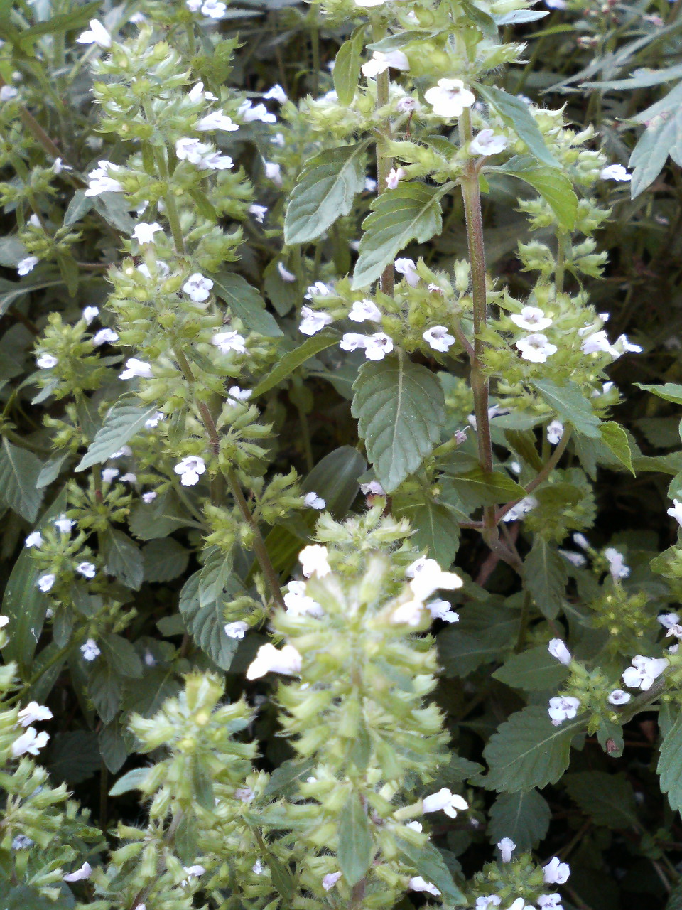 e0024081_20234515.jpg