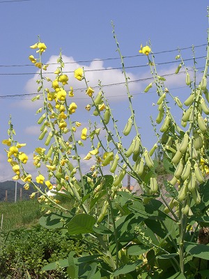 a0082884_1553507.jpg