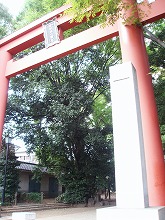 世田谷八幡神社_c0105785_1844396.jpg