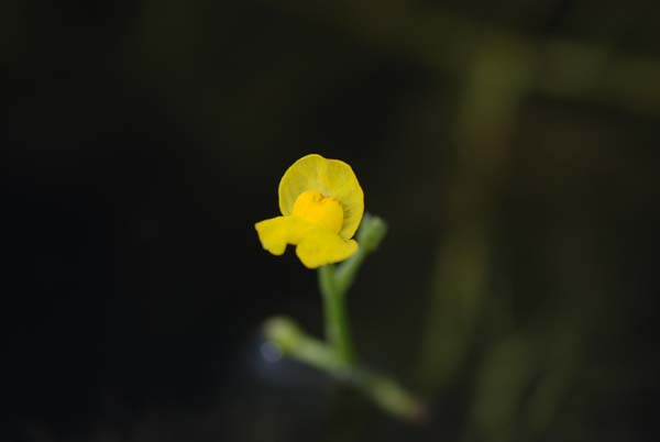 フサタヌキモ (タヌキモ科) 私の植物観察日記