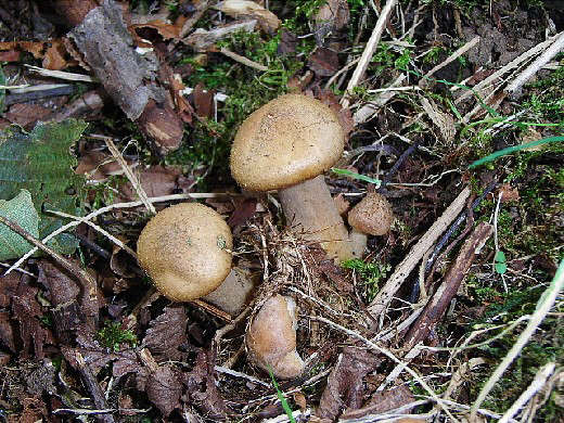 e0062415_19125247.jpg