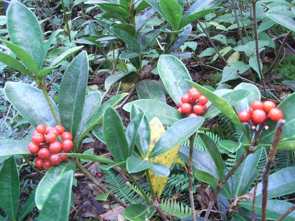 c0047341_317411.jpg