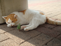 d0105442_1318258.gif