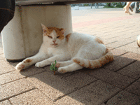 d0105442_13225722.gif