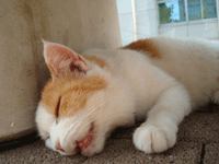 d0105442_13343465.gif