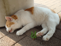 d0105442_13371139.gif