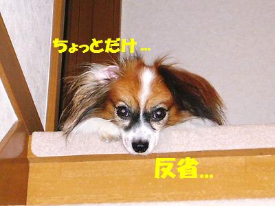 e0100046_20392690.jpg