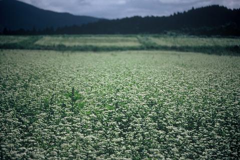 蕎麦の花_d0078481_19172211.jpg