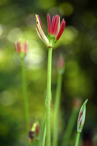 天界に咲く花_d0024291_22523973.jpg