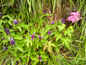 e0083204_0241752.gif